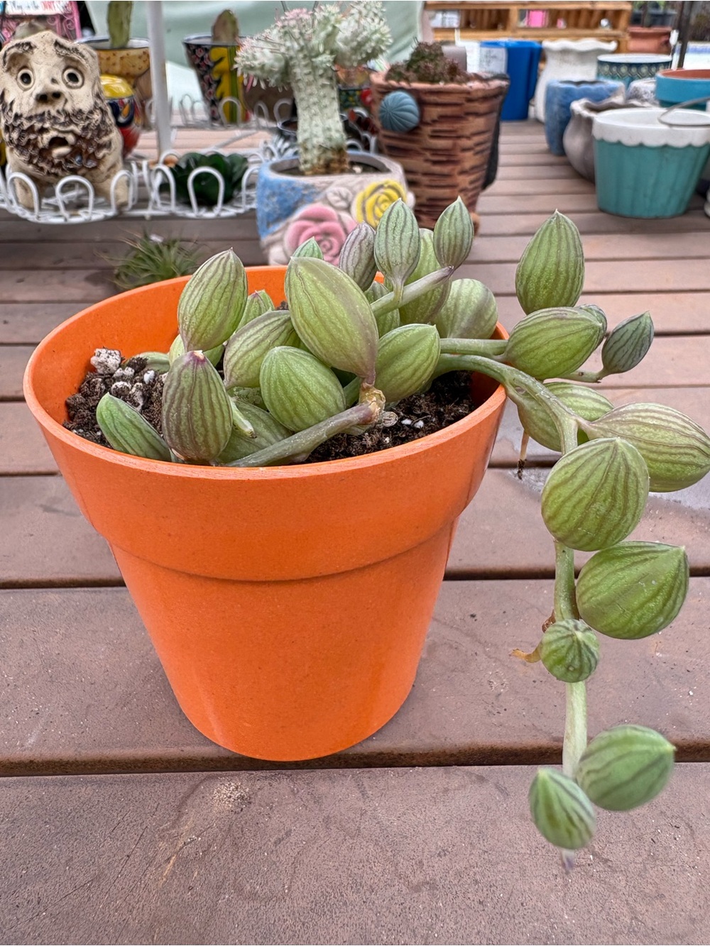 String Of Watermelons